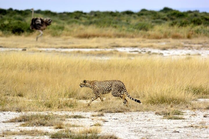 Amboseli 2-Day Safari: Landcruiser Game Drives & Kilimanjaro Views photo 4