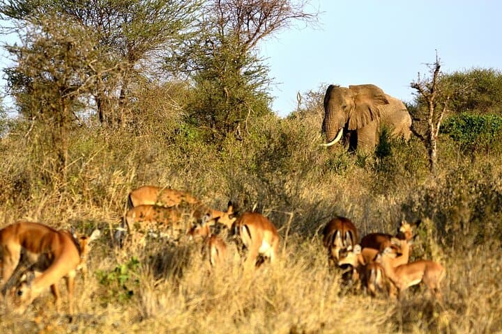 Day Safari to Tsavo East from Mombasa — Aruba Dam Game Drive with Buffet Lunch photo 5