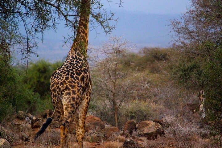 3-Day Safari from Diani: Tsavo East, Amboseli & Tsavo West Big-Five Loop photo 2