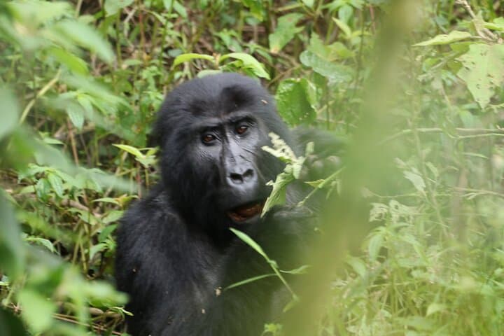 3 Days Private Gorilla Tracking in Bwindi Impenetrable Forest | Short Gorilla Safari
