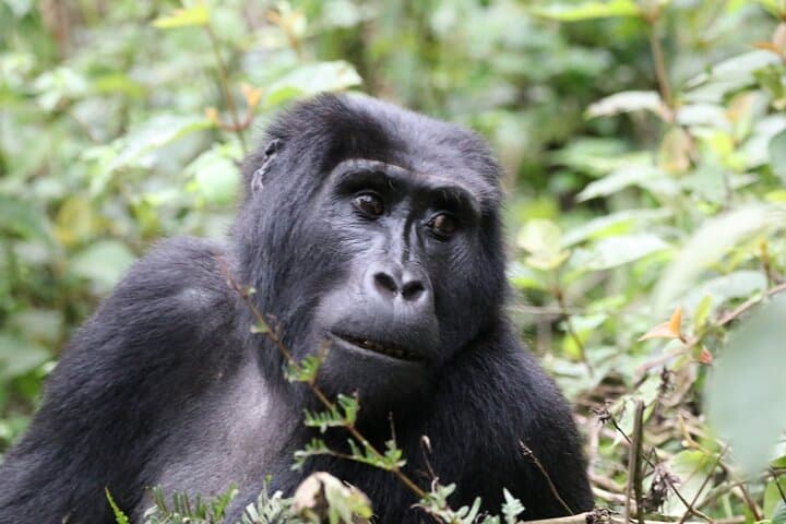 3 Days Private Gorilla Tracking in Bwindi Impenetrable Forest | Short Gorilla Safari photo 2