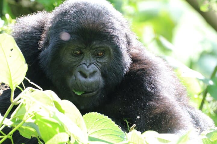 3 Days Private Gorilla Tracking in Bwindi Impenetrable Forest | Short Gorilla Safari photo 3