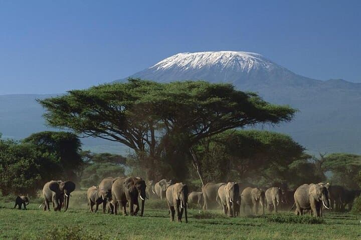 5-Day Private Kenya Driving Safari: Nairobi to Mombasa via Amboseli & Tsavo