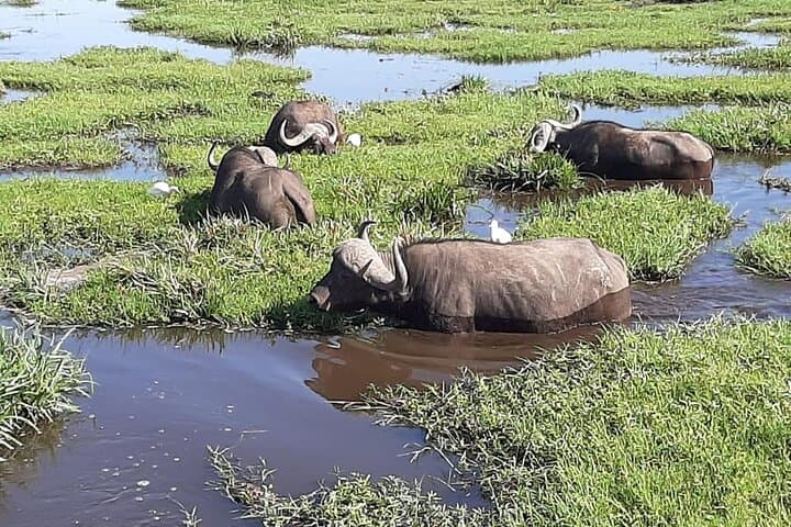 5-Day Private Kenya Driving Safari: Nairobi to Mombasa via Amboseli & Tsavo photo 6