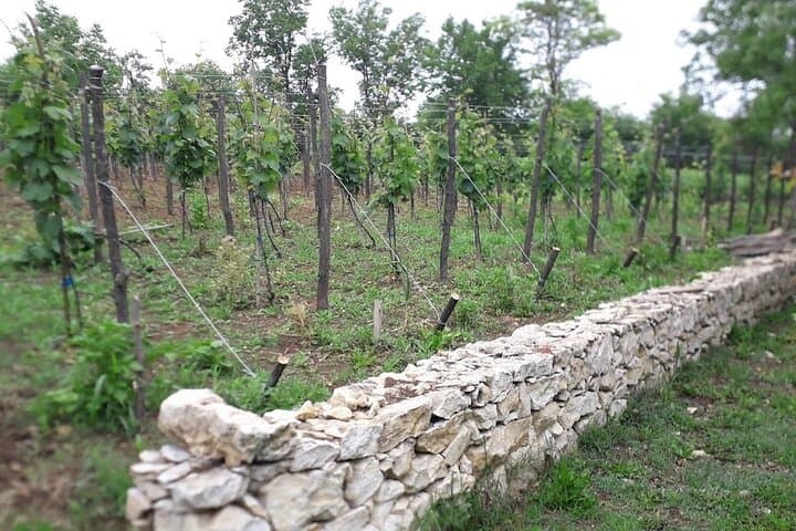 Gelati, Prometheus Cave & Tskaltubo Sanatoriums: Kutaisi Day Tour with Wine Tasting photo 4