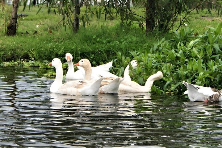 Xochimilco Trajinera & Chinampa Day Trip: Kayak, Cook, and See Axolotls photo 3