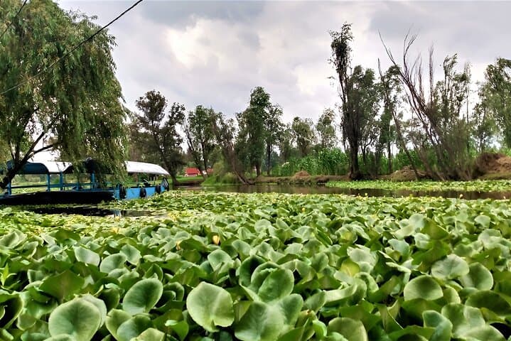 Xochimilco Trajinera & Chinampa Day Trip: Kayak, Cook, and See Axolotls