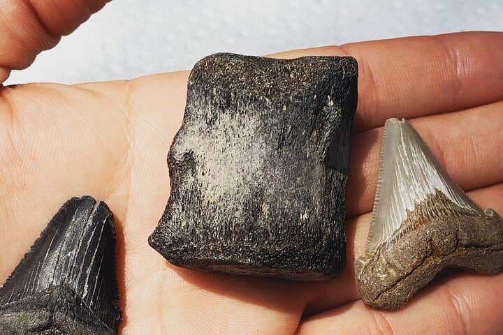 Morris Island & Folly Beach Cruise: 2-Hour Wildlife, Shark Teeth & Lighthouse Tour photo 2