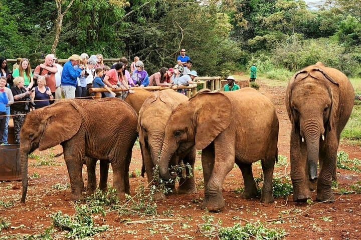 Explore Nairobi’s Wildlife: Elephant Orphanage, Giraffe Centre & Nairobi National Park Adventure photo 1