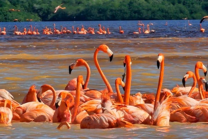 Celestún Flamingo Boat Tour and Beach Club — Day Trip from Mérida photo 2