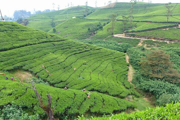 Tea Plucking and Factory Tour from Kandy — Pedro Tea Estate & Ramboda Falls photo 5