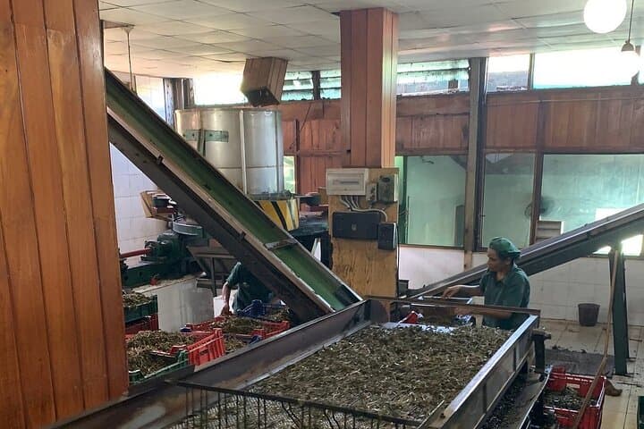 Tea Plucking and Factory Tour from Kandy — Pedro Tea Estate & Ramboda Falls photo 4