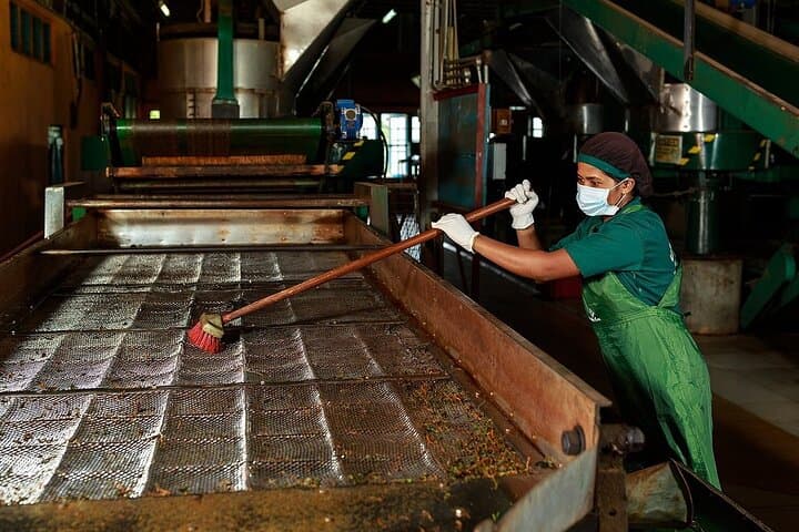 Tea Plucking and Factory Tour from Kandy — Pedro Tea Estate & Ramboda Falls photo 2