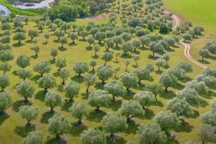 Lisbon Countryside Day Tour: Olive Oil, Wine & Lusitano Horses photo 3