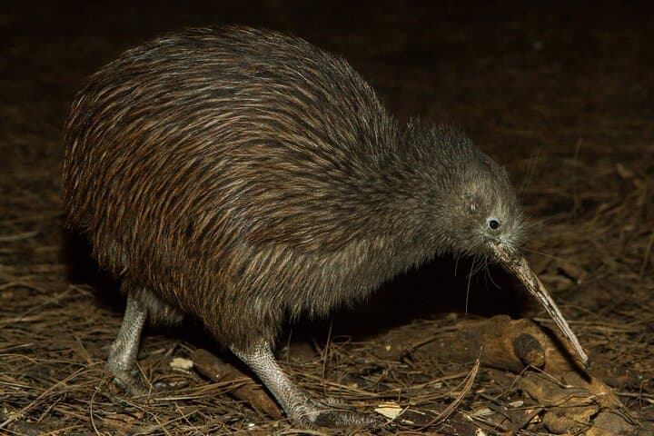 Inside Napier's National Aquarium: Native Icons Kiwi, Tuatara & Little Penguins Tour