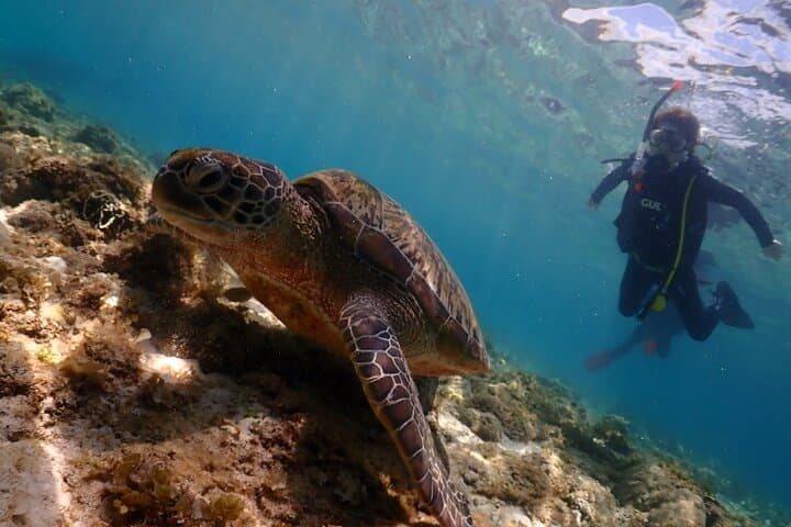 Mactan Beach-Entry Scuba Diving — Turtles, Sardines & Beginner-Friendly Dives photo 3