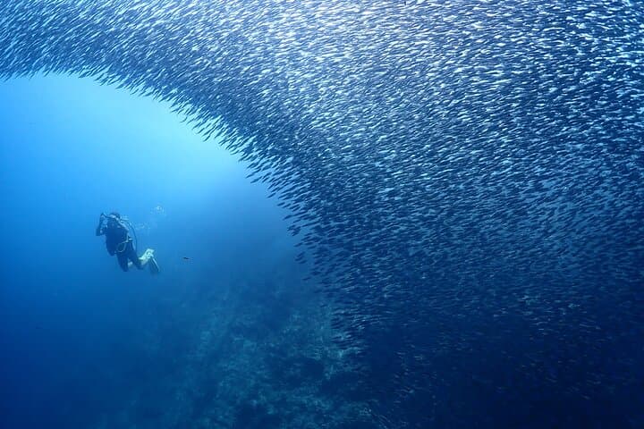Mactan Beach-Entry Scuba Diving — Turtles, Sardines & Beginner-Friendly Dives photo 4
