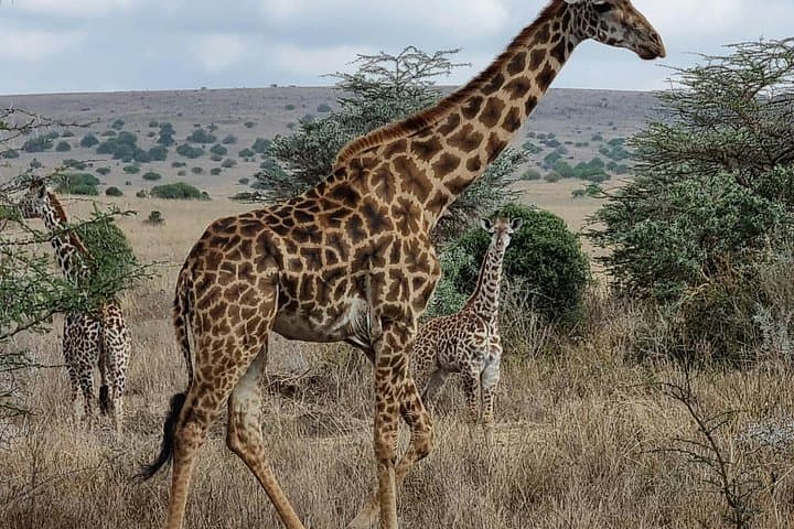 Experience Nairobi National Park Morning Game Drive: Urban Safari Adventure photo 3