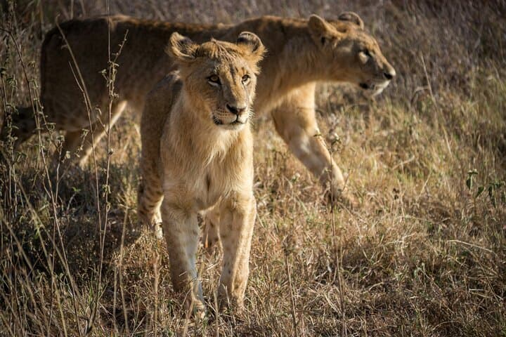 Early Morning Nairobi National Park & Giraffe Centre Adventure with Bomas of Kenya photo 4
