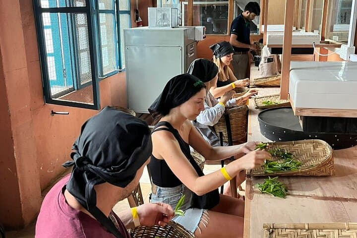 Handmade Tea Tour in Ella: Tea Plucking, Crafting & Tasting at Uva Halpewatte