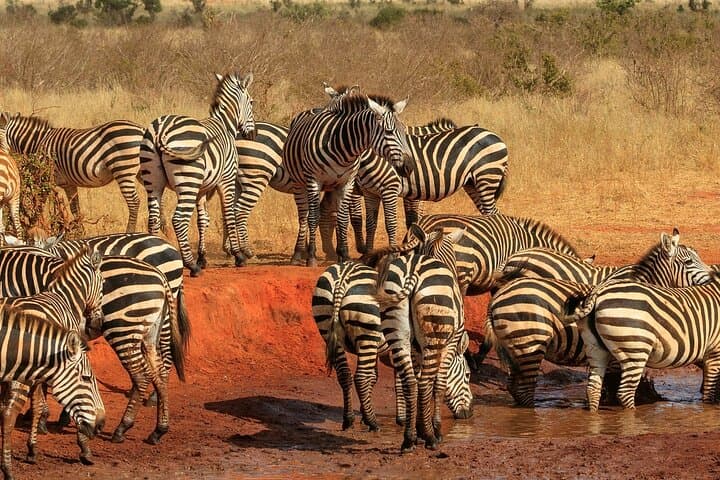 2-Day Safari to Tsavo East National Park from Mombasa & Diani