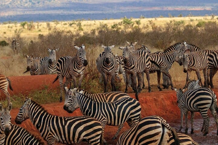 Tsavo East Day Safari from Mombasa or Diani — Big Five Game Drive
