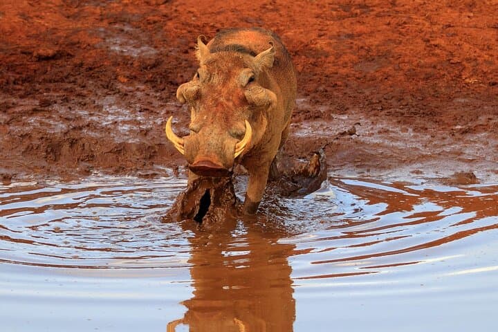 2-Day Safari to Tsavo East National Park from Mombasa & Diani photo 3