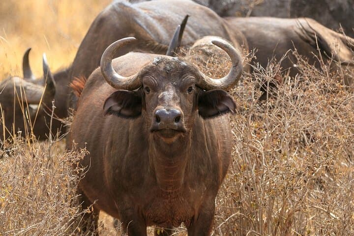 2-Day Tsavo East Safari from Diani: Budget and Luxury Options photo 2