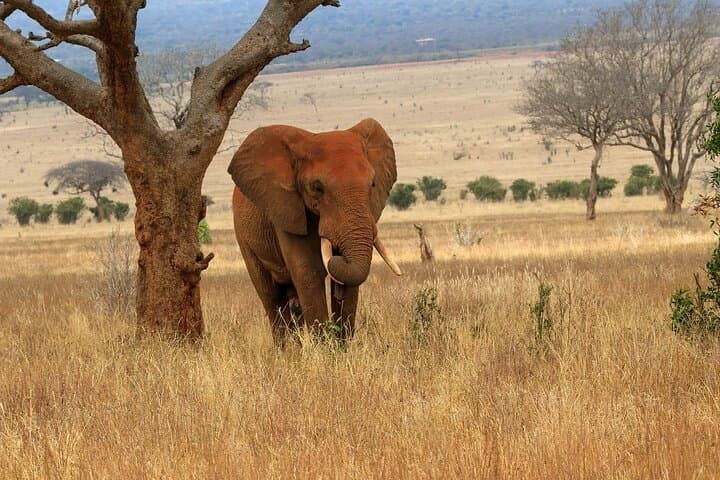 3-Day Safari from Diani: Tsavo East, Amboseli & Tsavo West Big-Five Loop photo 6