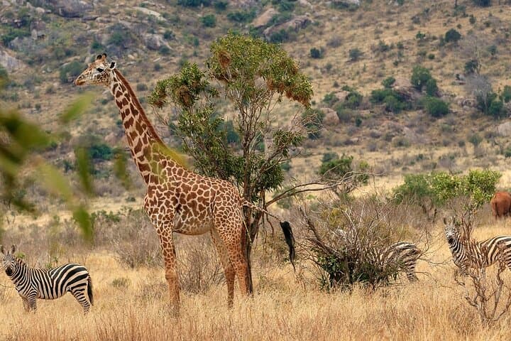 2-Day Tsavo East Safari from Watamu & Malindi — 4x4 Jeep Game Drives and Voi Lodge Overnight photo 3
