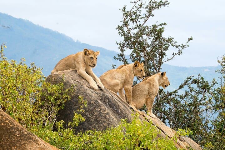 Overnight Tsavo East Safari from Mombasa — Voi Safari Lodge Experience
