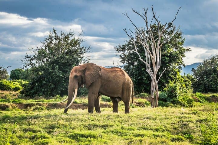Day Safari to Tsavo East from Mombasa — Aruba Dam Game Drive with Buffet Lunch