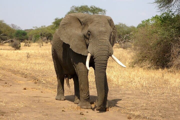 2-Day Safari to Tsavo East National Park from Mombasa & Diani photo 6