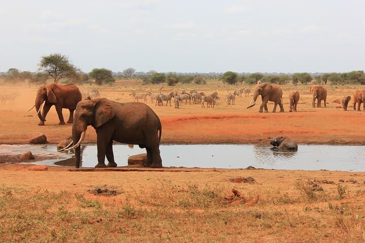 Day Safari to Tsavo East from Mombasa — Aruba Dam Game Drive with Buffet Lunch photo 6