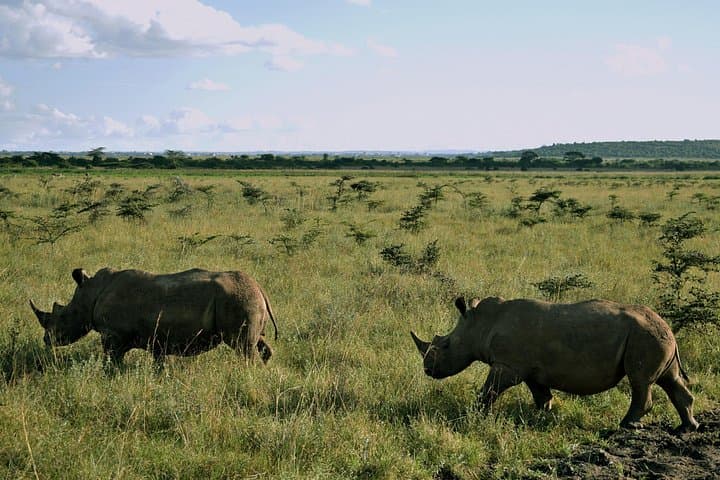 5-Day Big 5 Safari in Maasai Mara, Nairobi National Park & Amboseli with 4x4 Game Drives photo 4