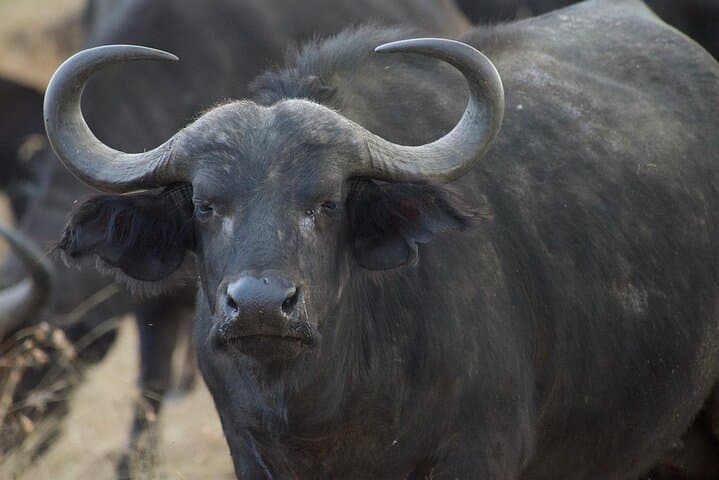7-Day Nairobi Safari: Maasai Mara, Nakuru, Naivasha & Amboseli Wildlife Tour photo 3