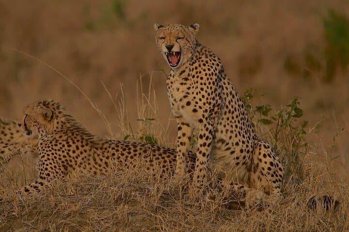 48-Hour Maasai Mara Safari: 2-Day Group Camping Tour by 4x4 Jeep
