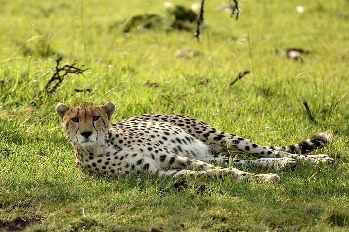 8-Day Affordable Camping Safari from Maasai Mara to Ngorongoro photo 3
