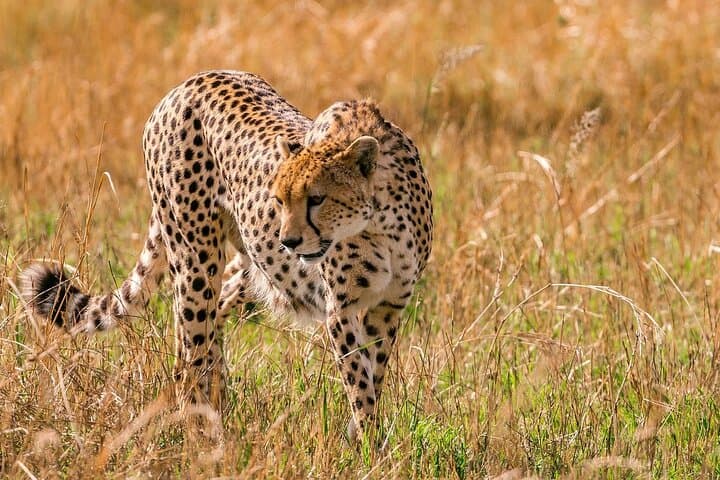 7-Day Budget Kenya Safari: Maasai Mara, Nakuru, Naivasha & Amboseli photo 3