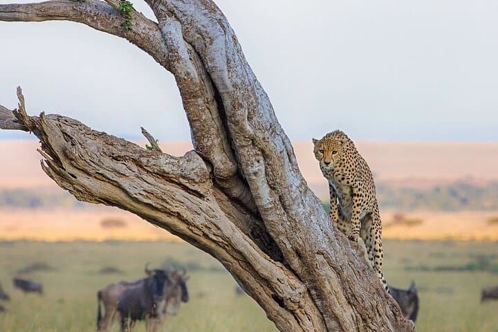 48-Hour Maasai Mara Safari: 2-Day Group Camping Tour by 4x4 Jeep photo 2
