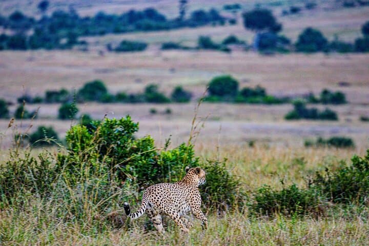 7-Day Nairobi Safari: Maasai Mara, Nakuru, Naivasha & Amboseli Wildlife Tour photo 4