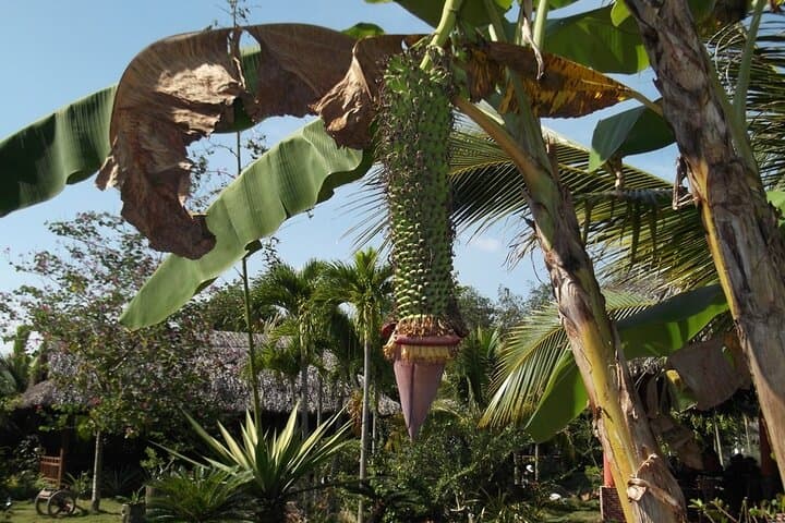 Mekong Floating Market 2-Day Tour — From Cai Be Orchards to Cai Rang Market photo 2