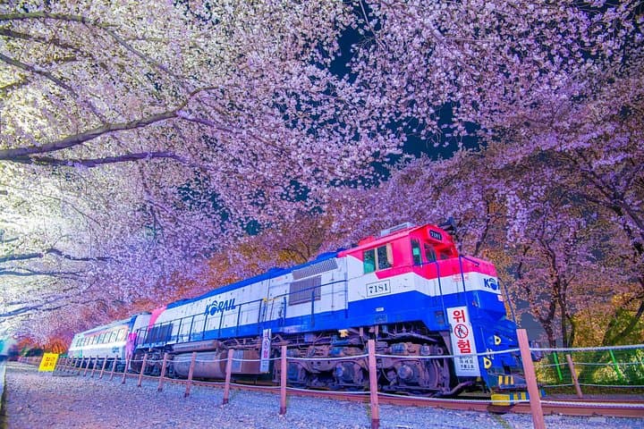 Jinhae Gunhangje Night Tour — Cherry Blossoms at Gyeonghwa Station & Yeojwacheon