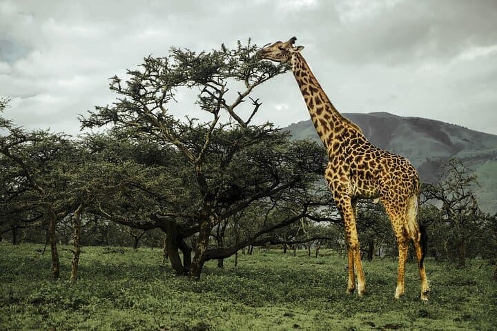 4-Day Safari in Tarangire, Serengeti & Ngorongoro: Essential Guide photo 3