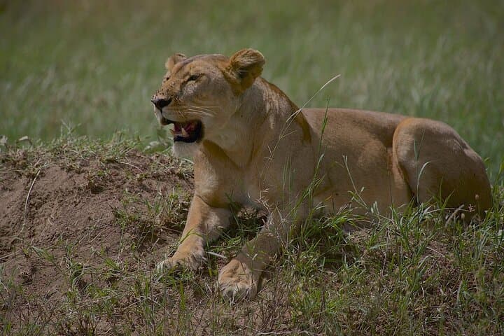 4-Day Safari in Tarangire, Serengeti & Ngorongoro: Essential Guide photo 4