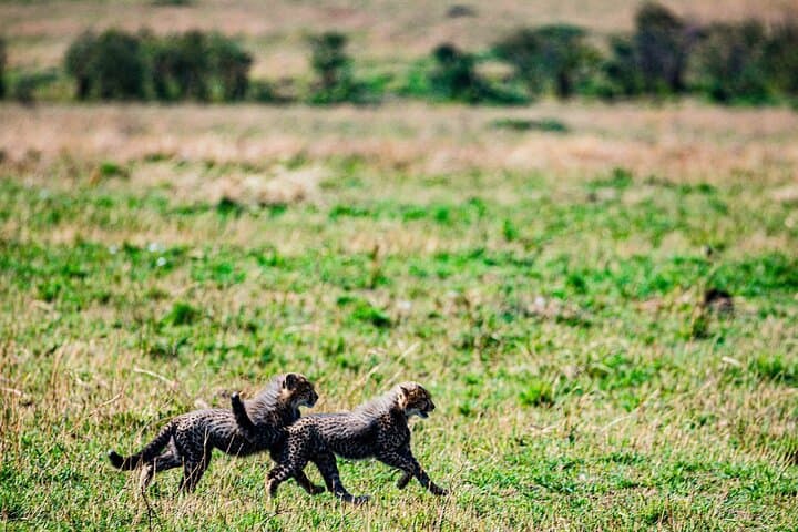 7-Day Nairobi Safari: Maasai Mara, Nakuru, Naivasha & Amboseli Wildlife Tour photo 5