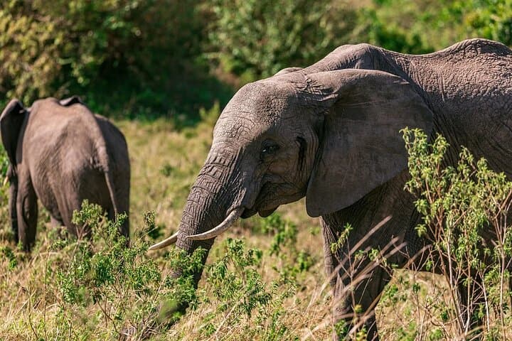 7-Day Budget Kenya Safari: Maasai Mara, Nakuru, Naivasha & Amboseli photo 4