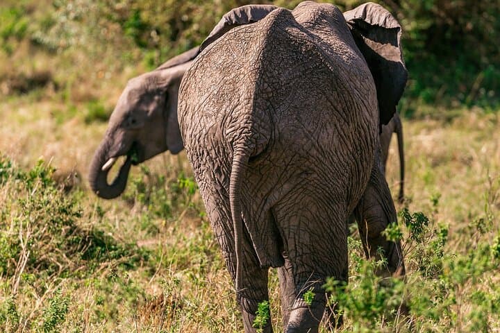 Masai Mara Game Drive: Morning, Midday or Sunset Safari in an Open 4x4 photo 3
