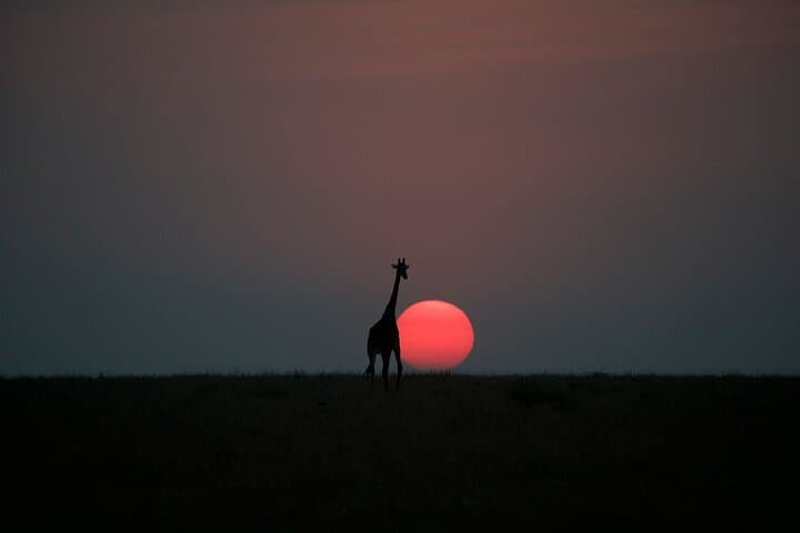 48-Hour Maasai Mara Safari: 2-Day Group Camping Tour by 4x4 Jeep photo 4