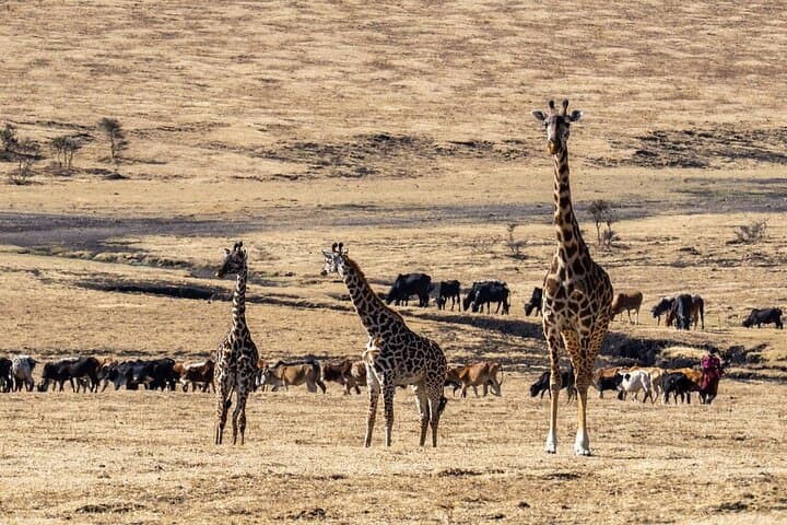 Masai Mara Game Drive: Morning, Midday or Sunset Safari in an Open 4x4 photo 4